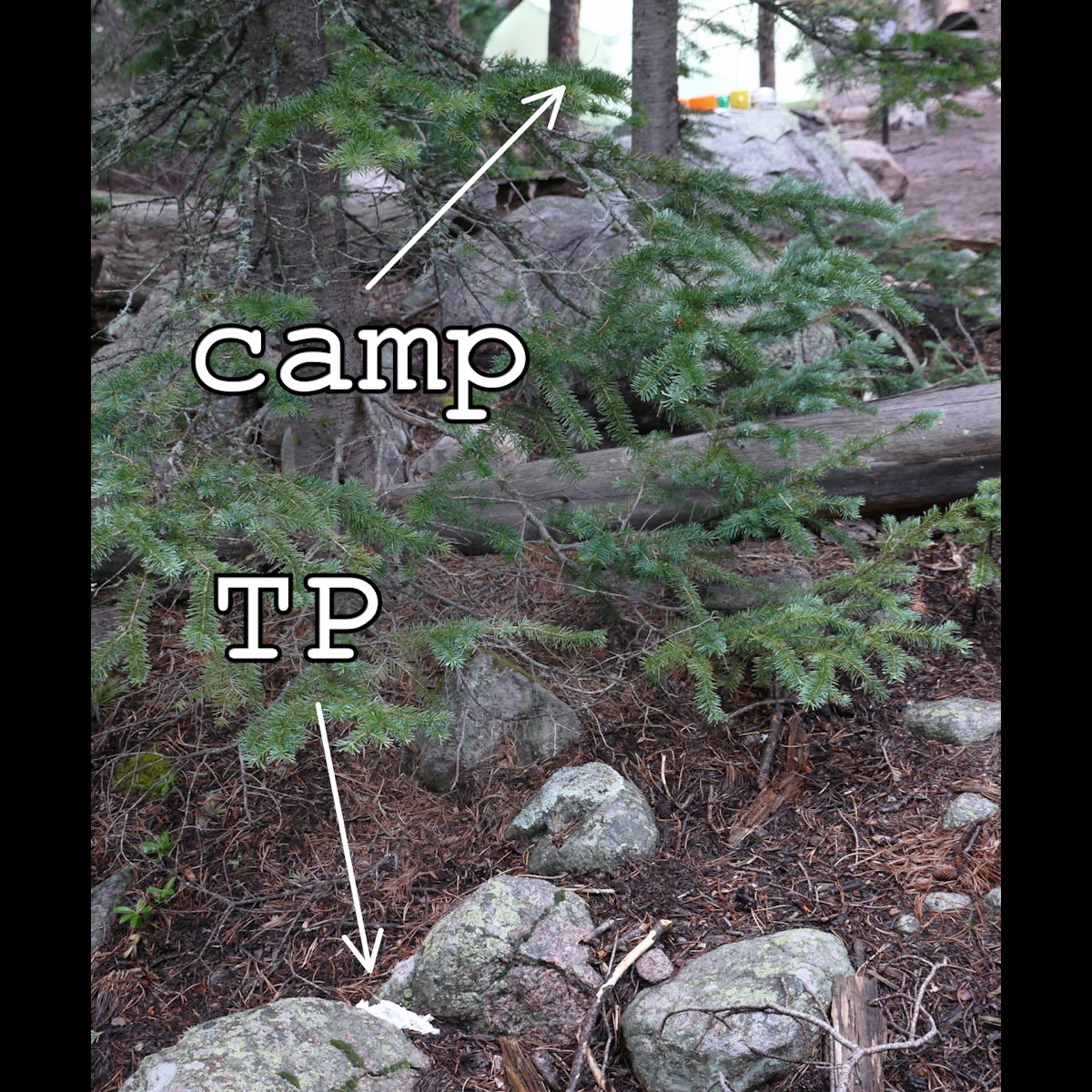 Not even 20 feet from camp...in Rocky Mountain national Park no less!  #HoleOfShame #CampCaCA